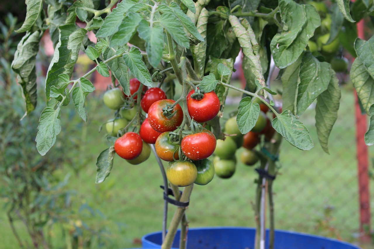 tomatoes plant garden free photo