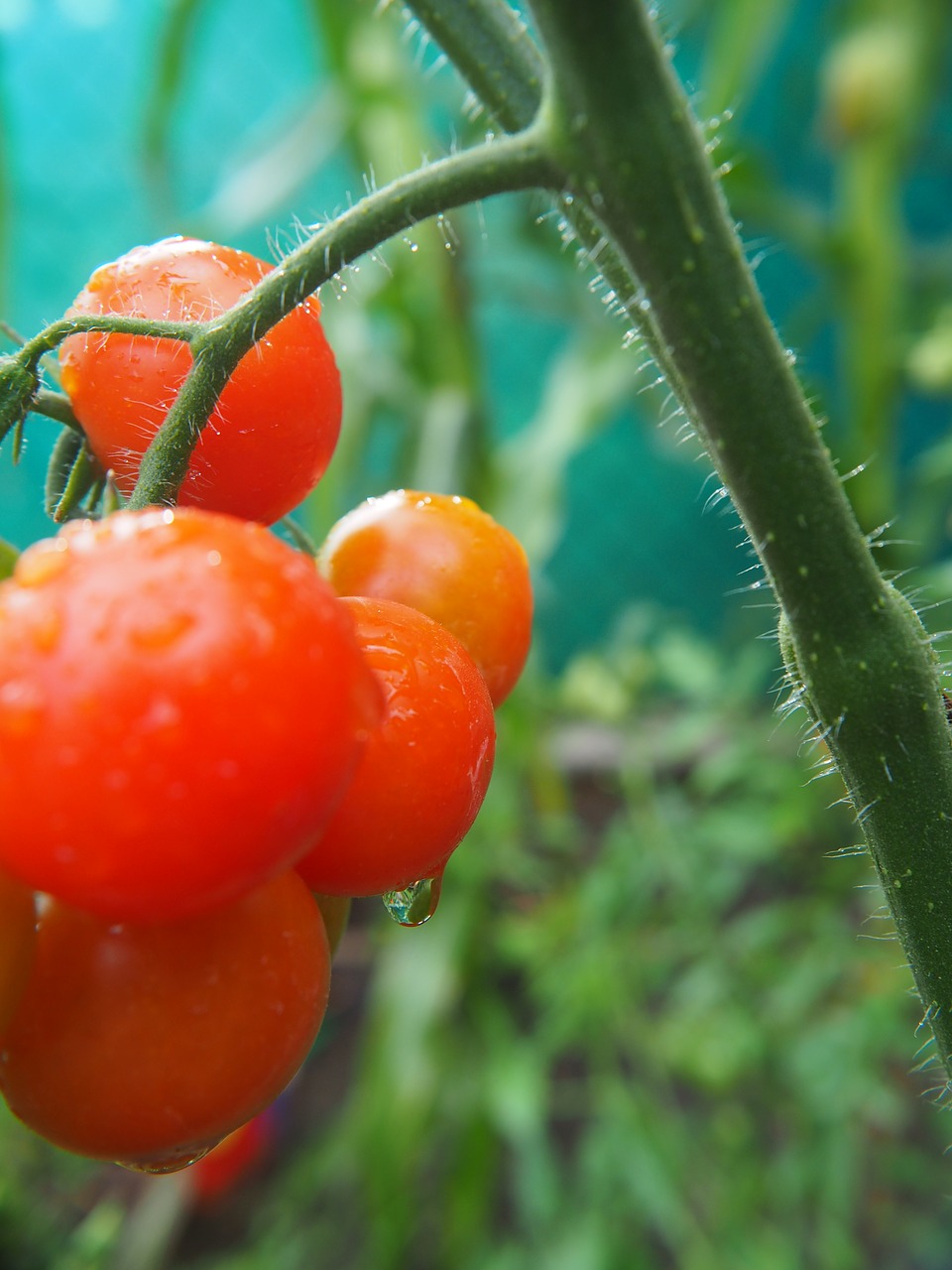 tomatoes red plant free photo