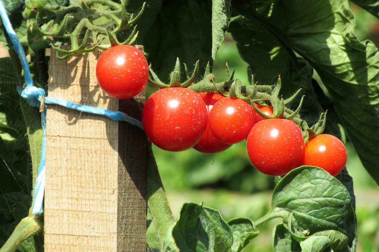 tomatoes garden crop free photo