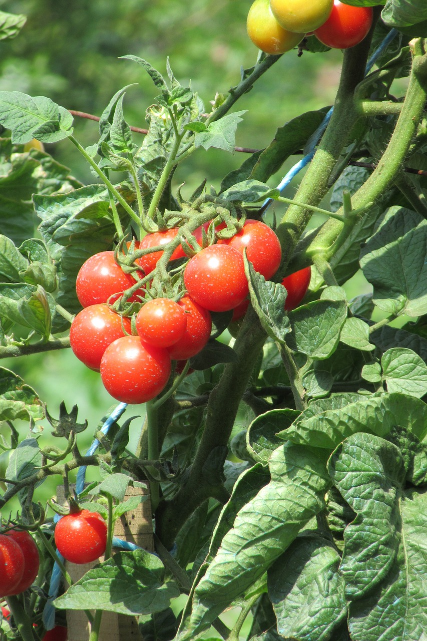 tomatoes garden crop free photo