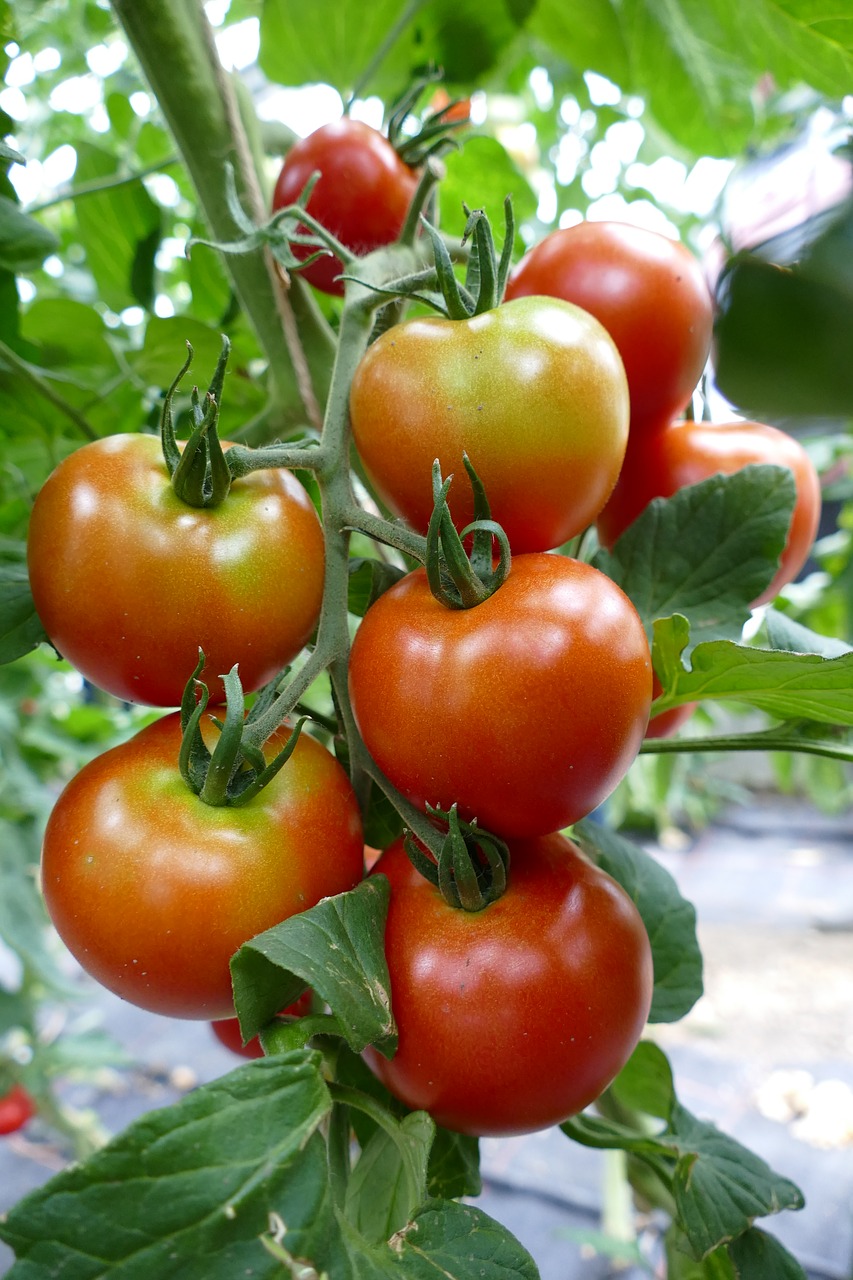 tomatoes tomato plant red free photo