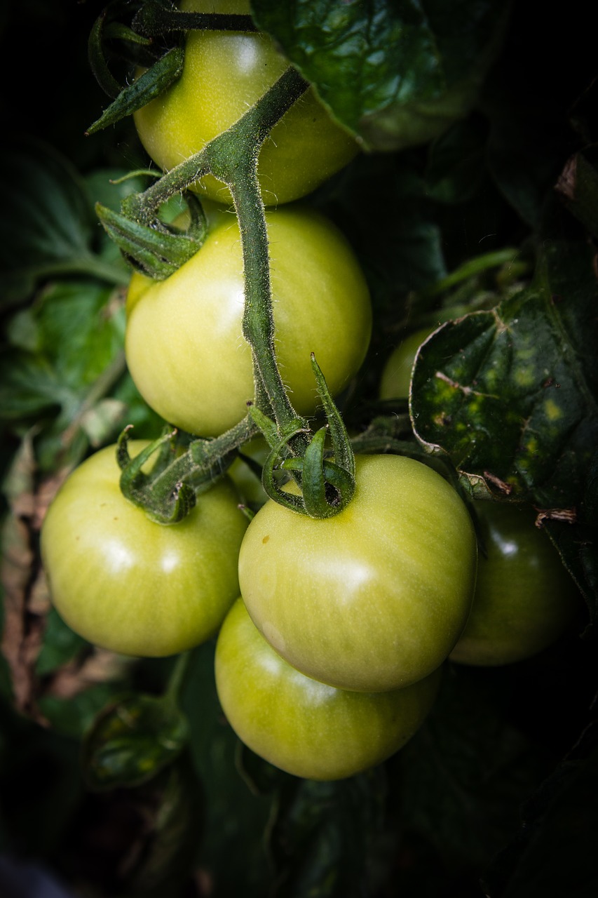 tomatoes green food free photo