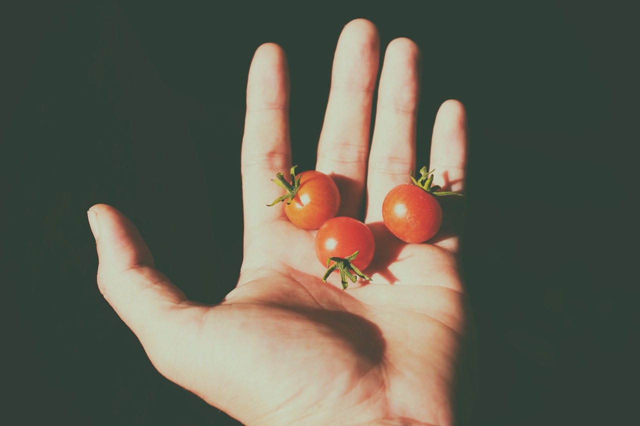 tomatoes tiny hand free photo