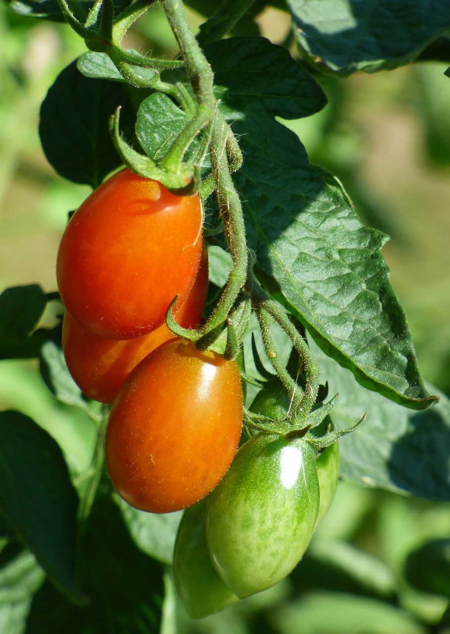 tomatoes garden bio free photo