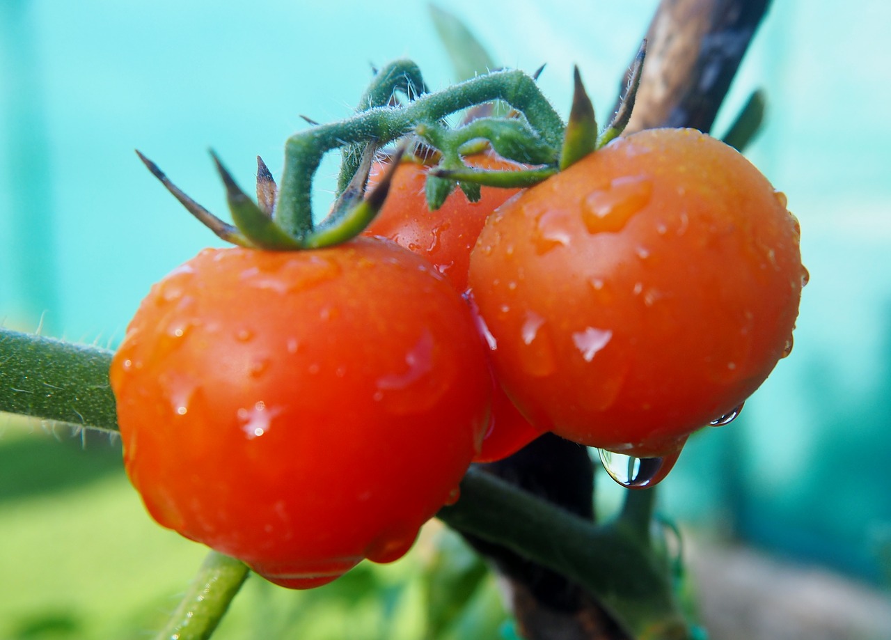 tomatoes raindrop vegetables free photo