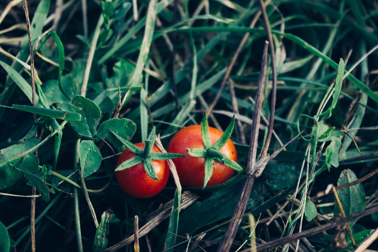 tomatoes vegetables garden free photo