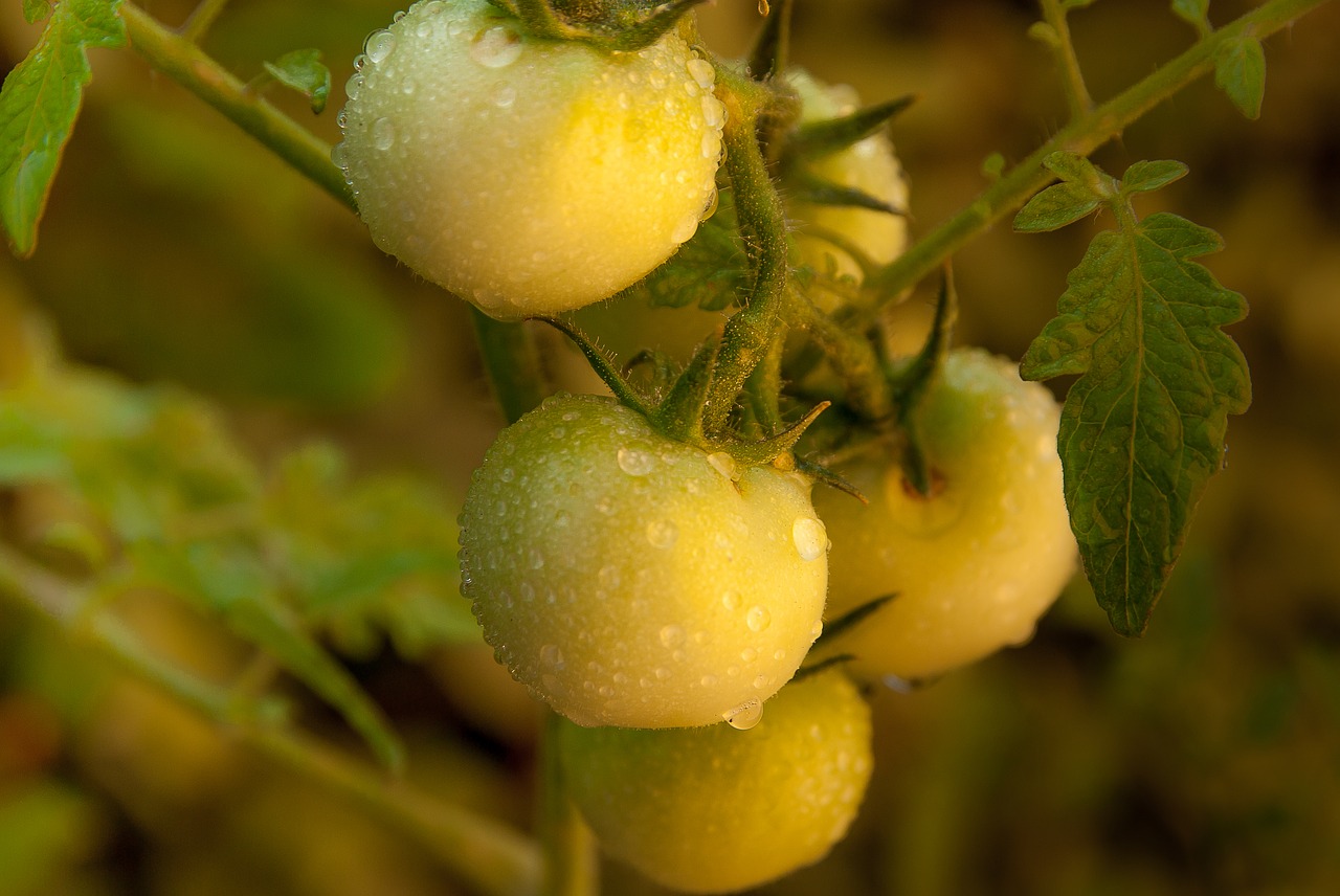 tomatoes dew vegetable garden free photo