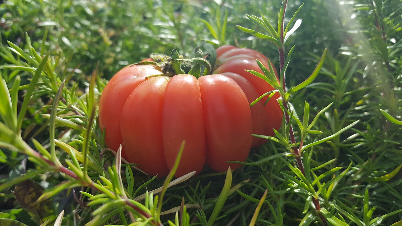 tomatoes vegetables nutrition free photo