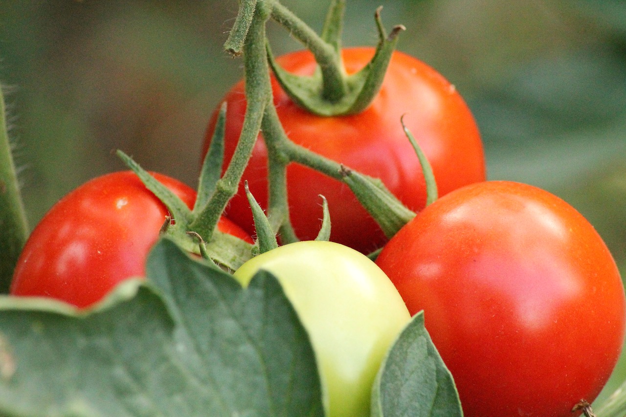 tomatoes garden vegetable garden free photo