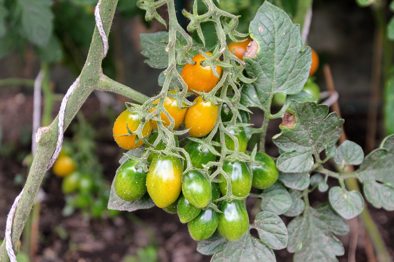 tomatoes tomato plant cultivation free photo