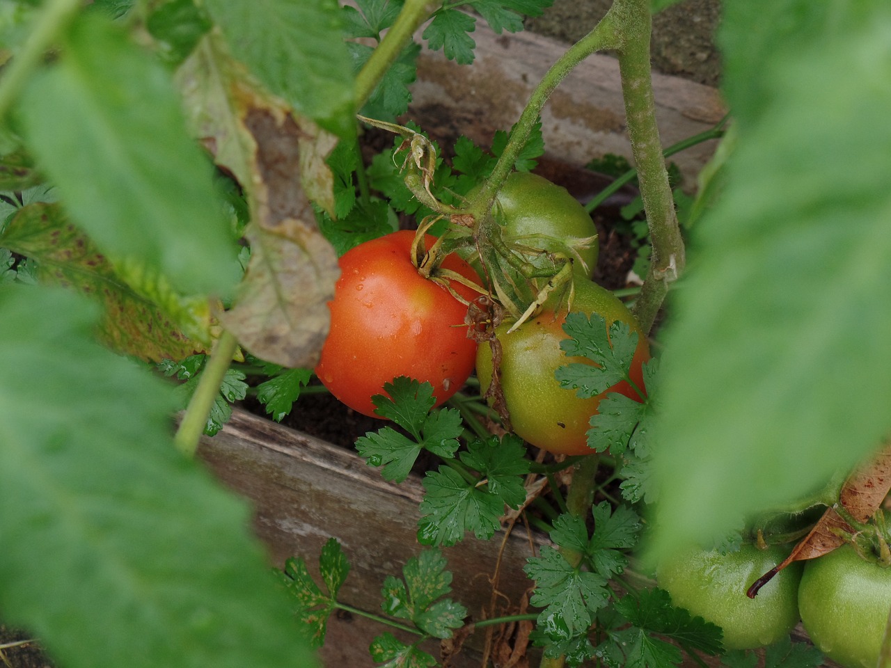 tomatoes plantation organic free photo