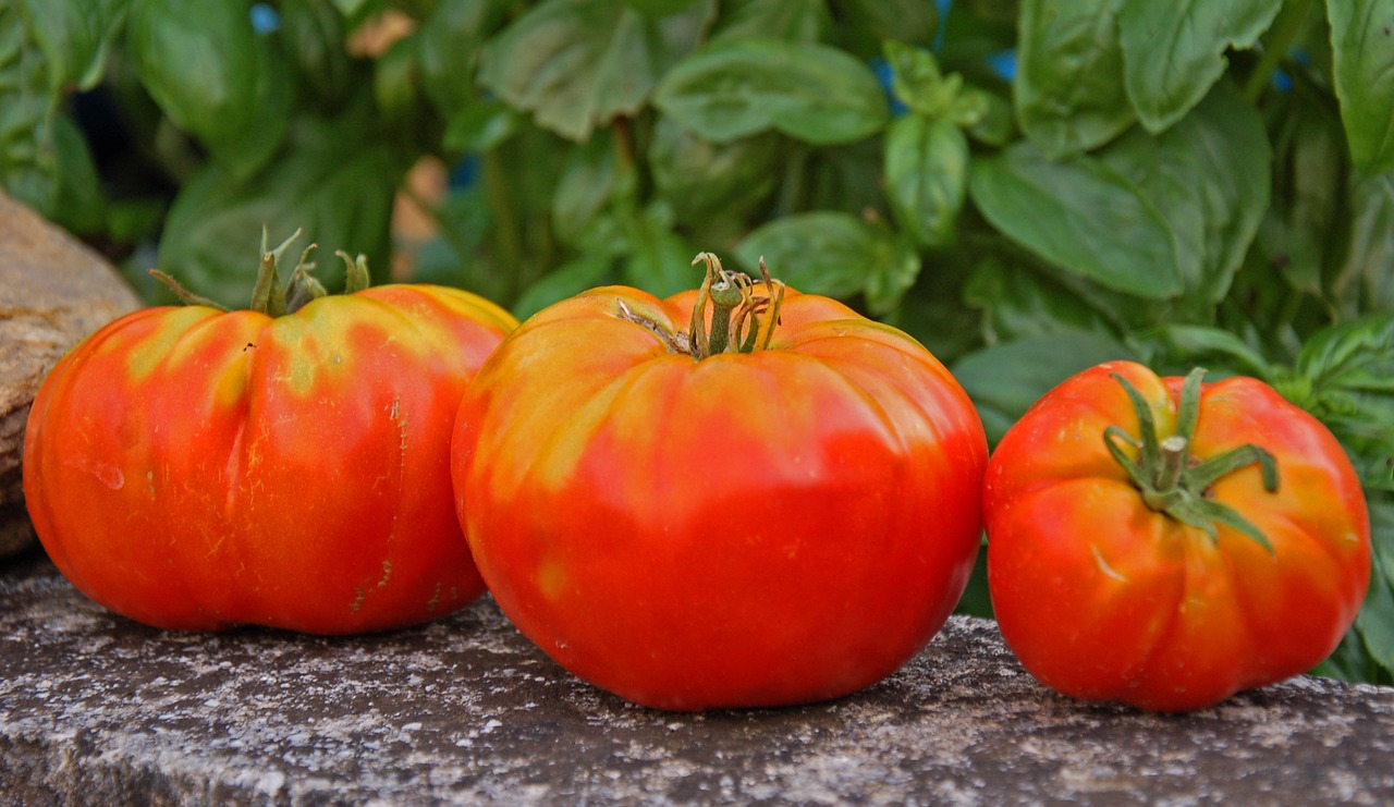 tomatoes fruits ripe free photo