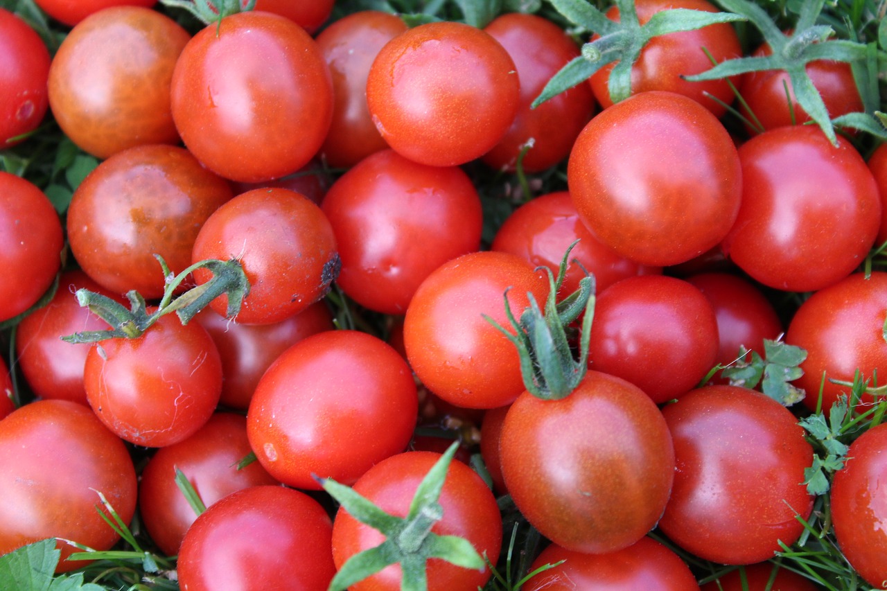 tomatoes vegetables eating free photo