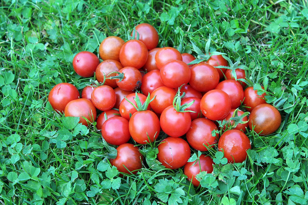 tomatoes vegetables nature free photo