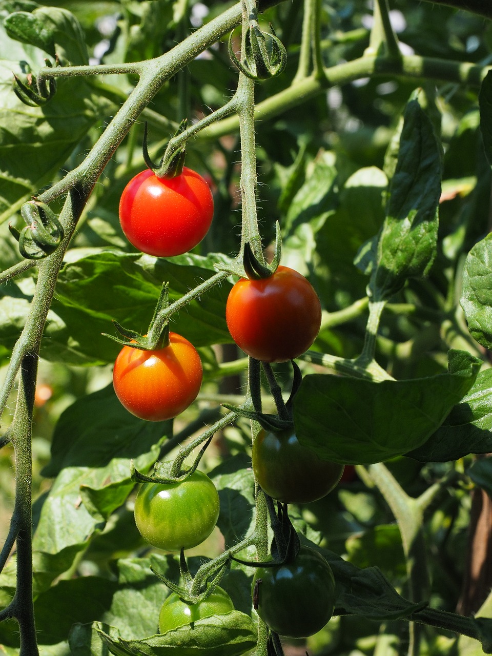 tomatoes maturation ripening process free photo