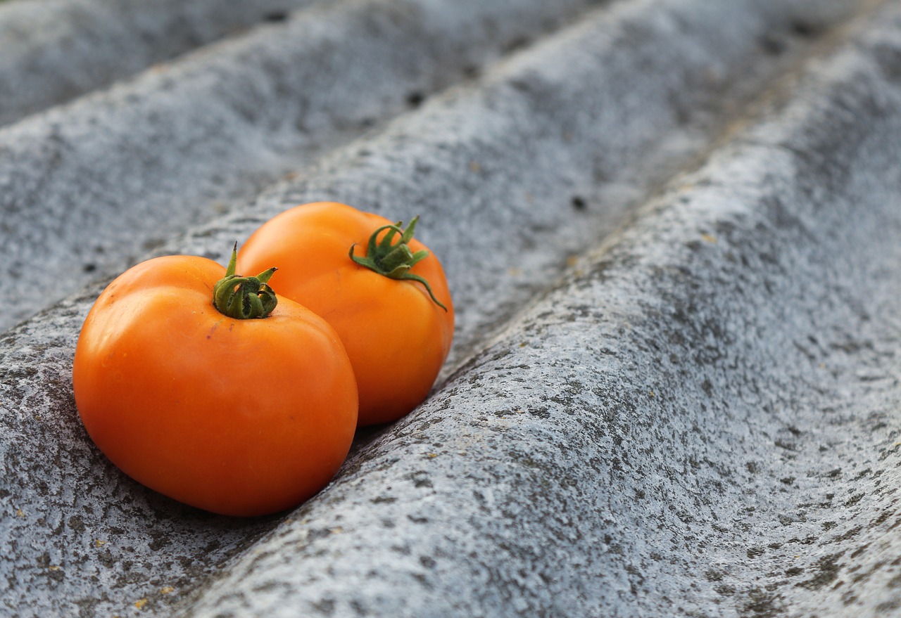 tomatoes vegetables harvest free photo