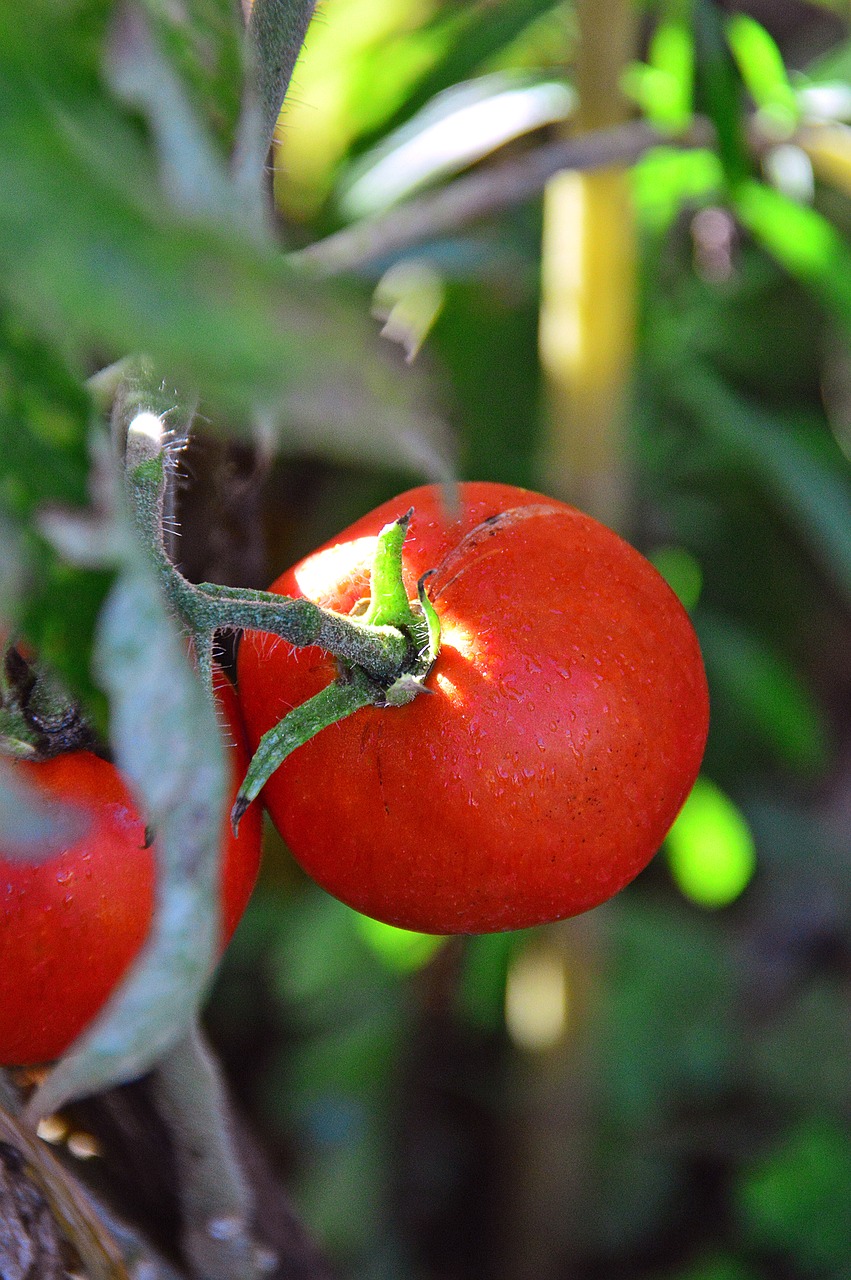 tomatoes red garden free photo