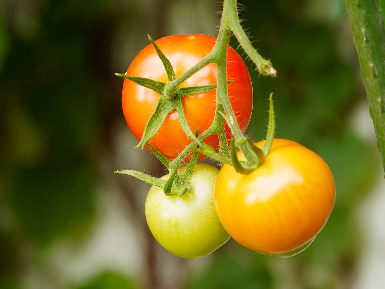 tomatoes fruit vegetables free photo