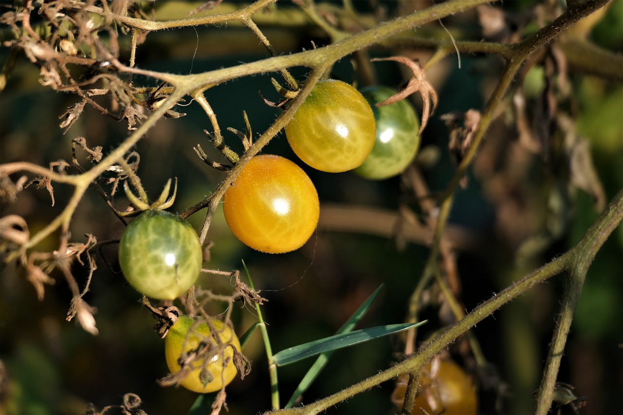 tomatoes vegetables food free photo