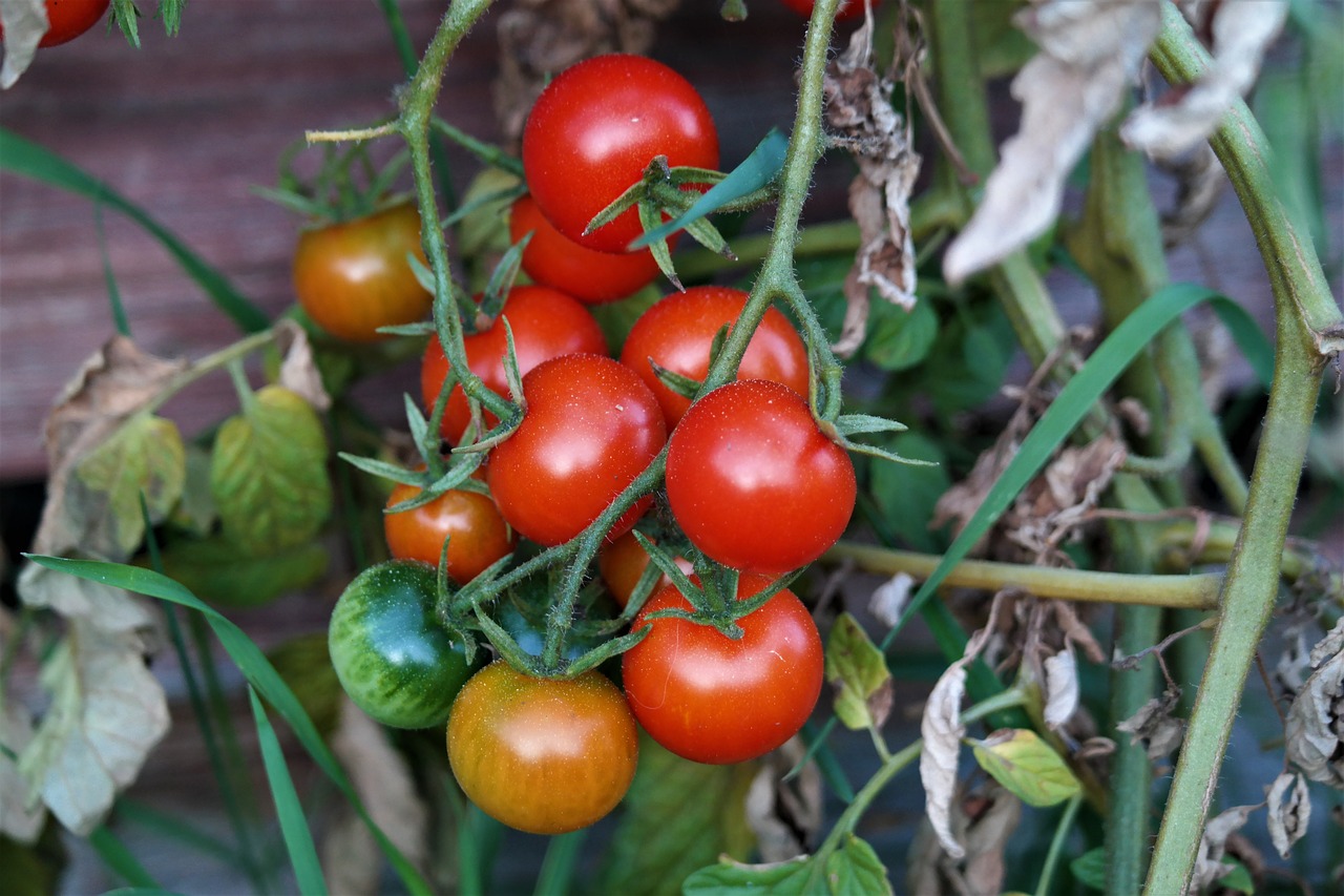 tomatoes vegetables food free photo