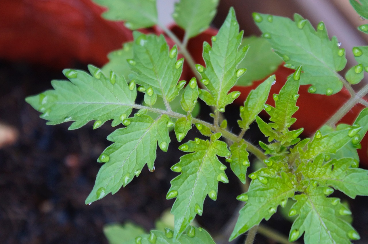 tomatoes drop of water drip free photo