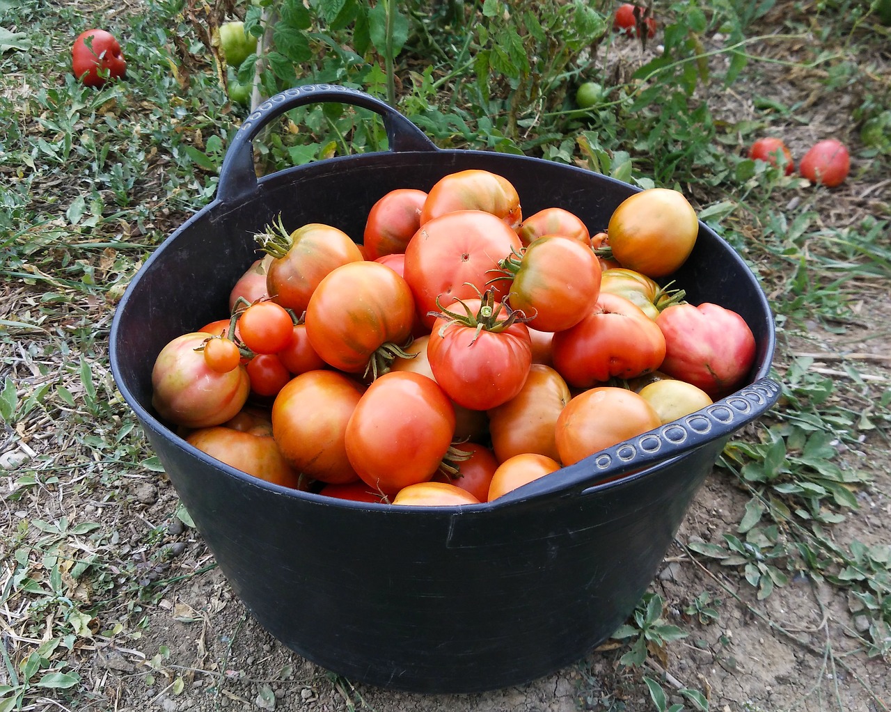 tomatoes harvest orchard free photo