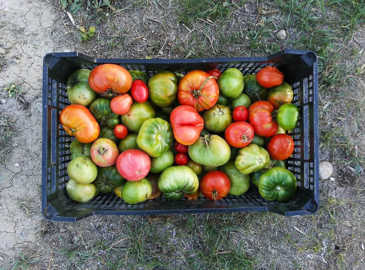 tomatoes green tomatoes harvest free photo
