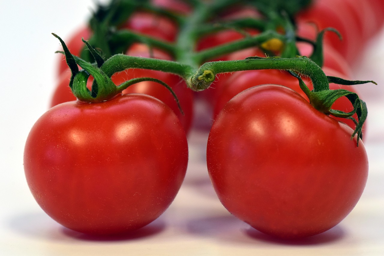 tomatoes frisch food free photo