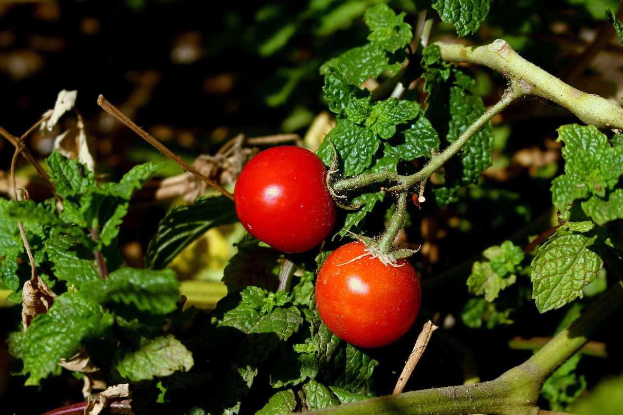 tomatoes  plants  red free photo