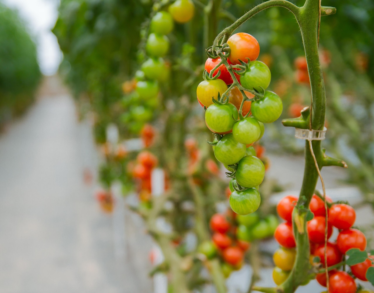 tomatoes  greenhouses  agriculture free photo