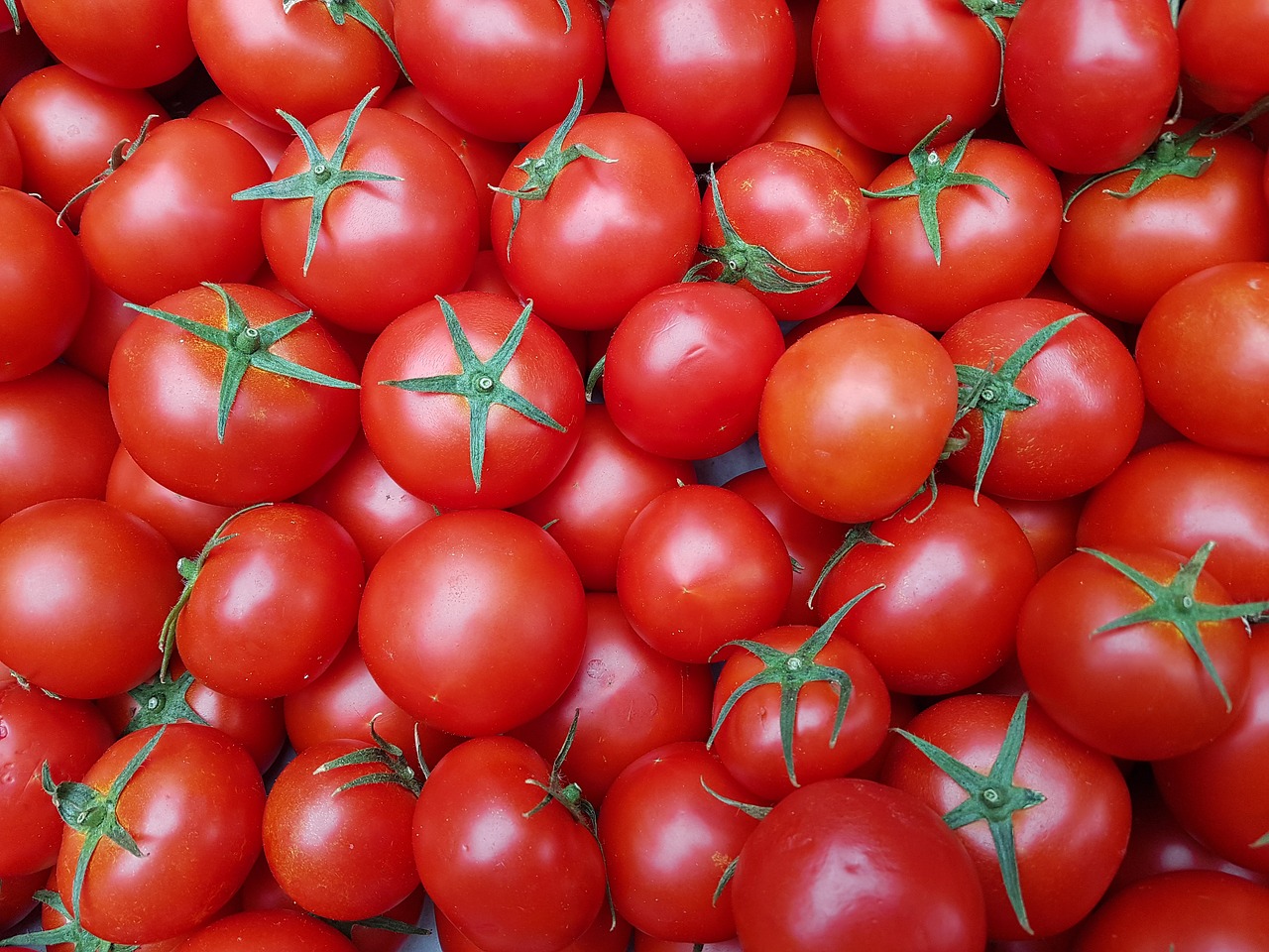 tomatoes  red  food free photo