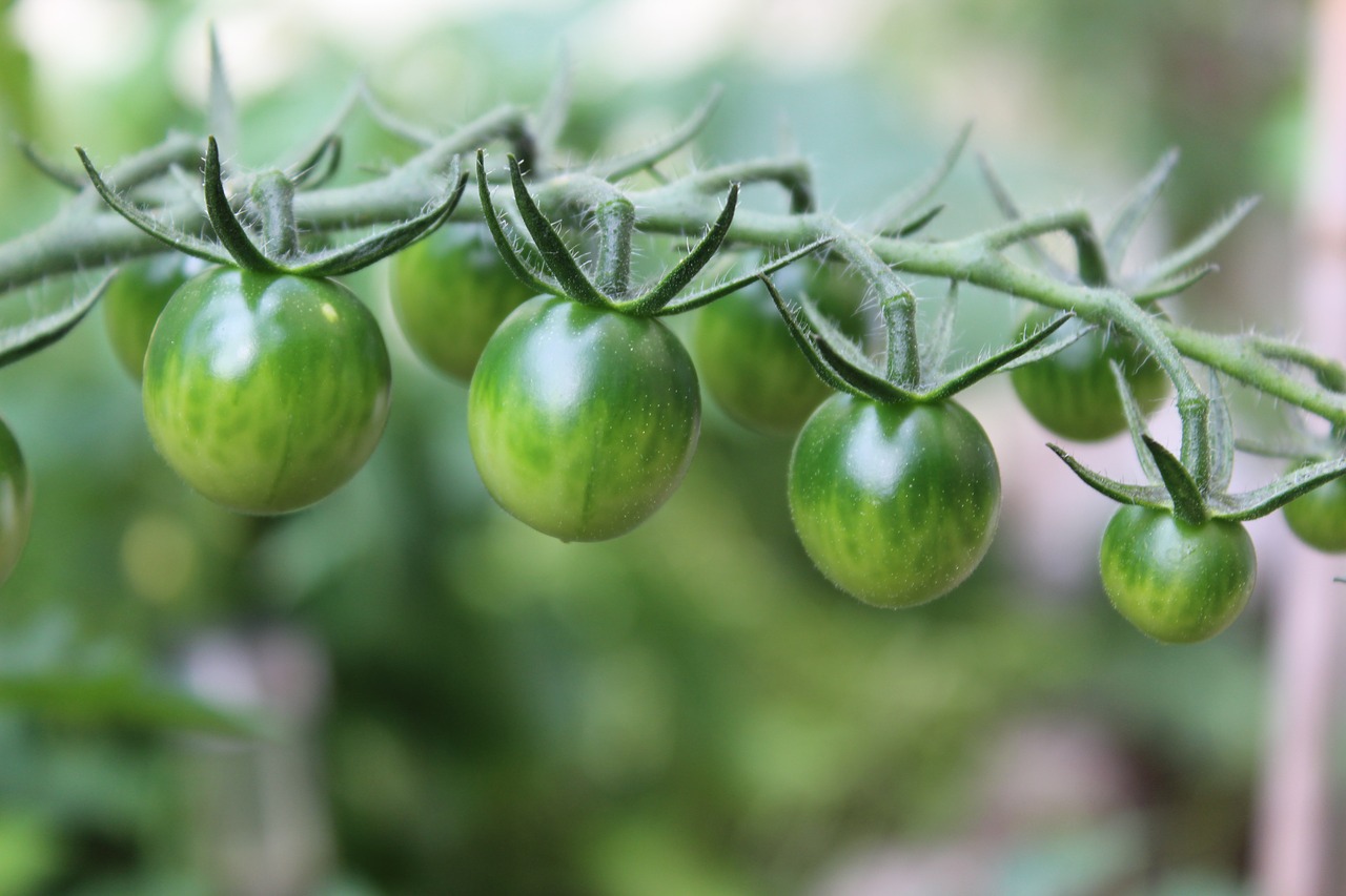 tomatoes  fried green tomatoes  vegetables free photo