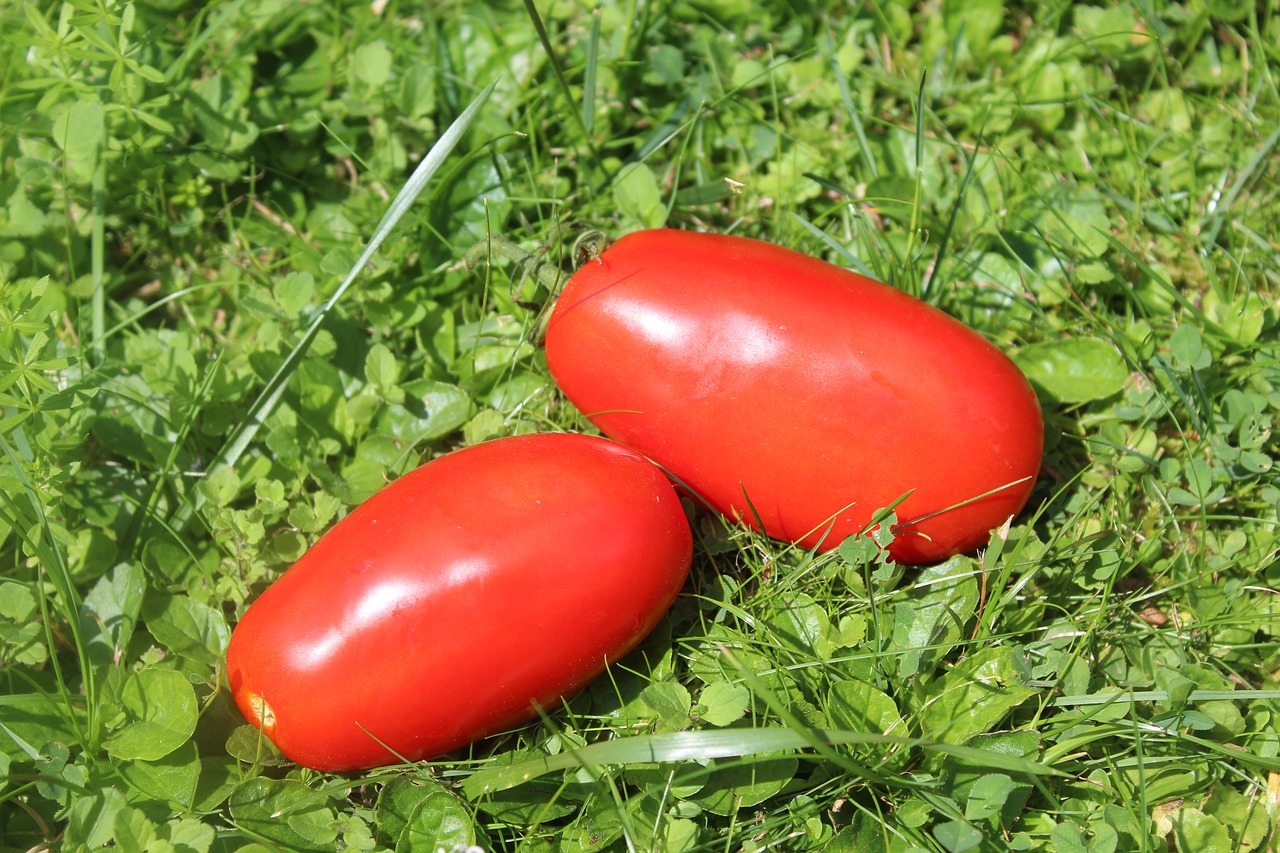 tomatoes  grass  vegetables free photo