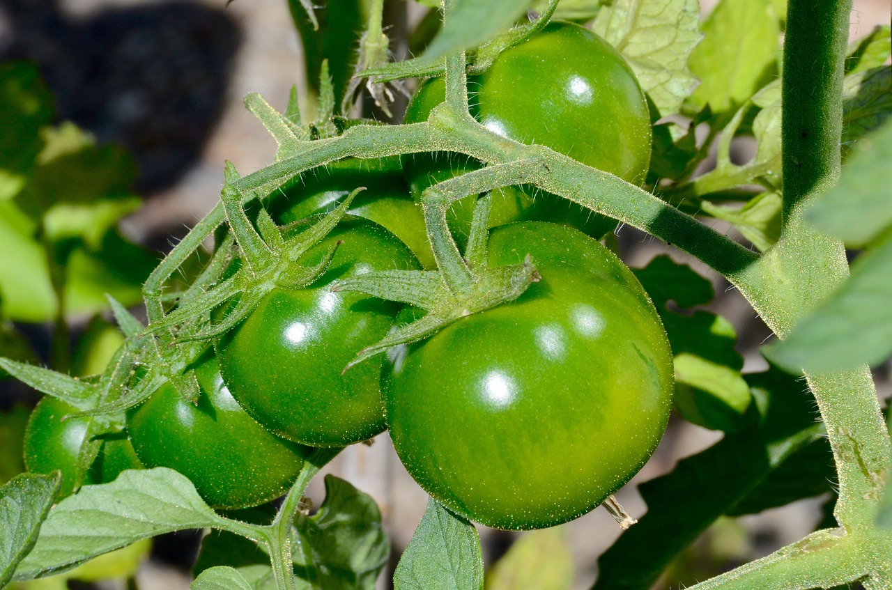tomatoes  green  vegetables free photo