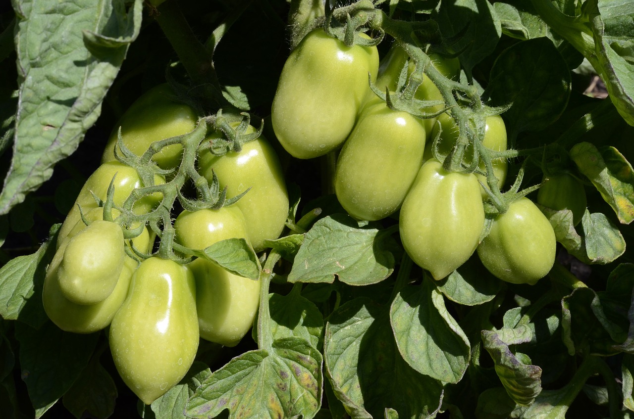 tomatoes  green  vegetables free photo