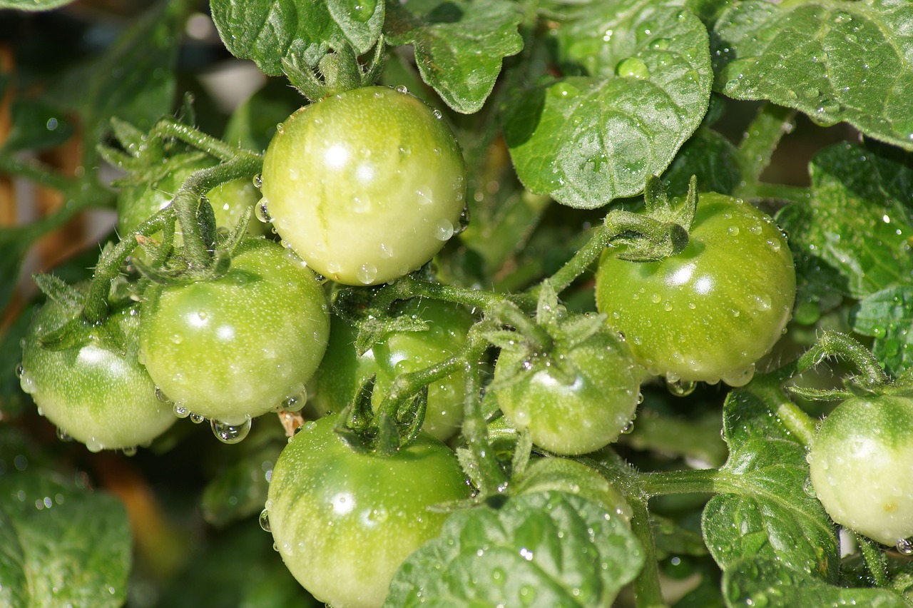 tomatoes  green  healthy free photo