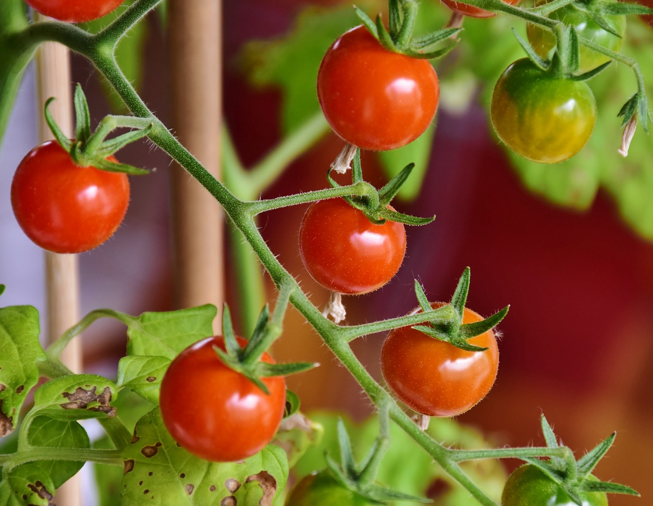 tomatoes  cocktailtomaten  red free photo