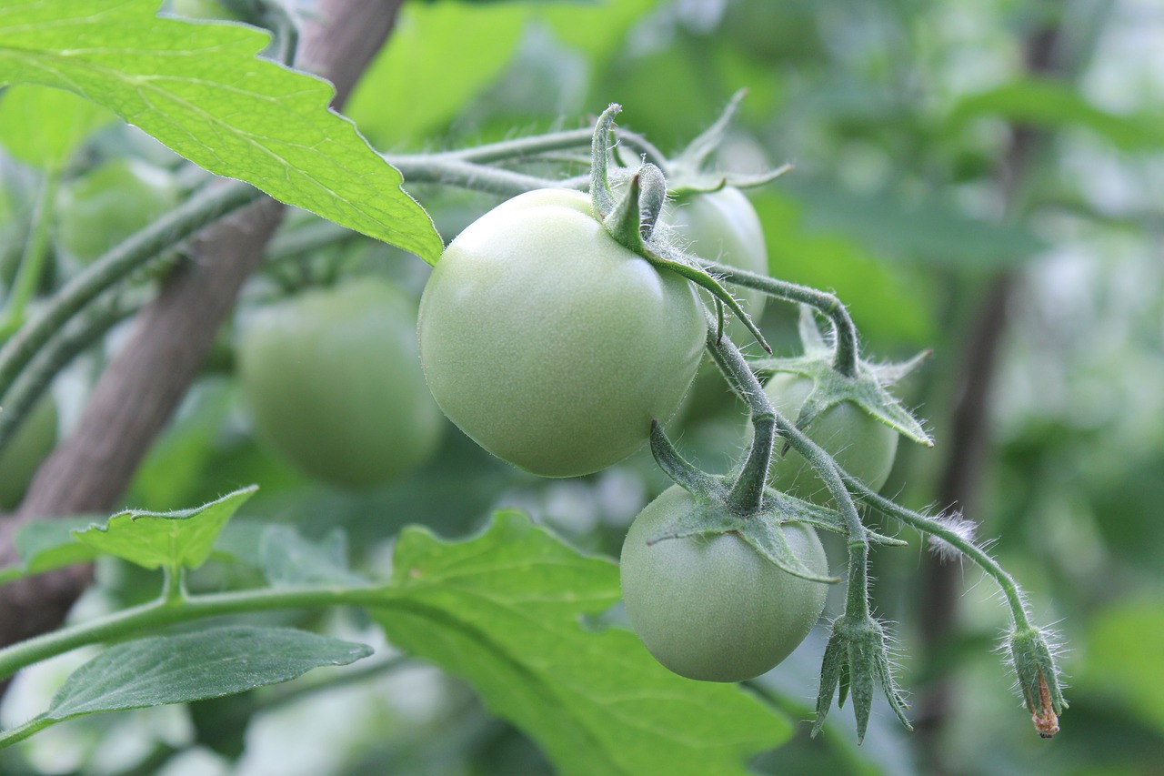 tomatoes  green  dacha free photo