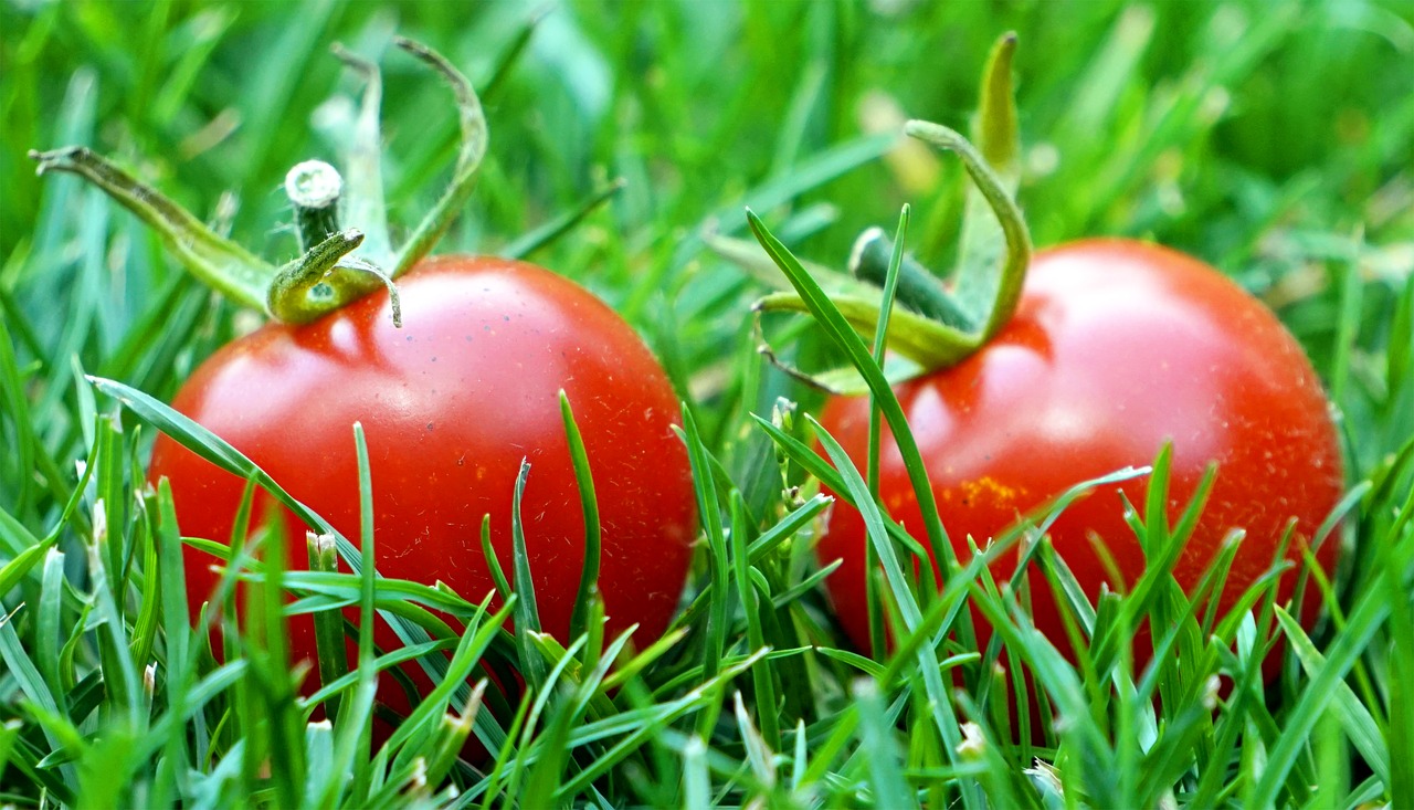 tomatoes  red  ripe free photo