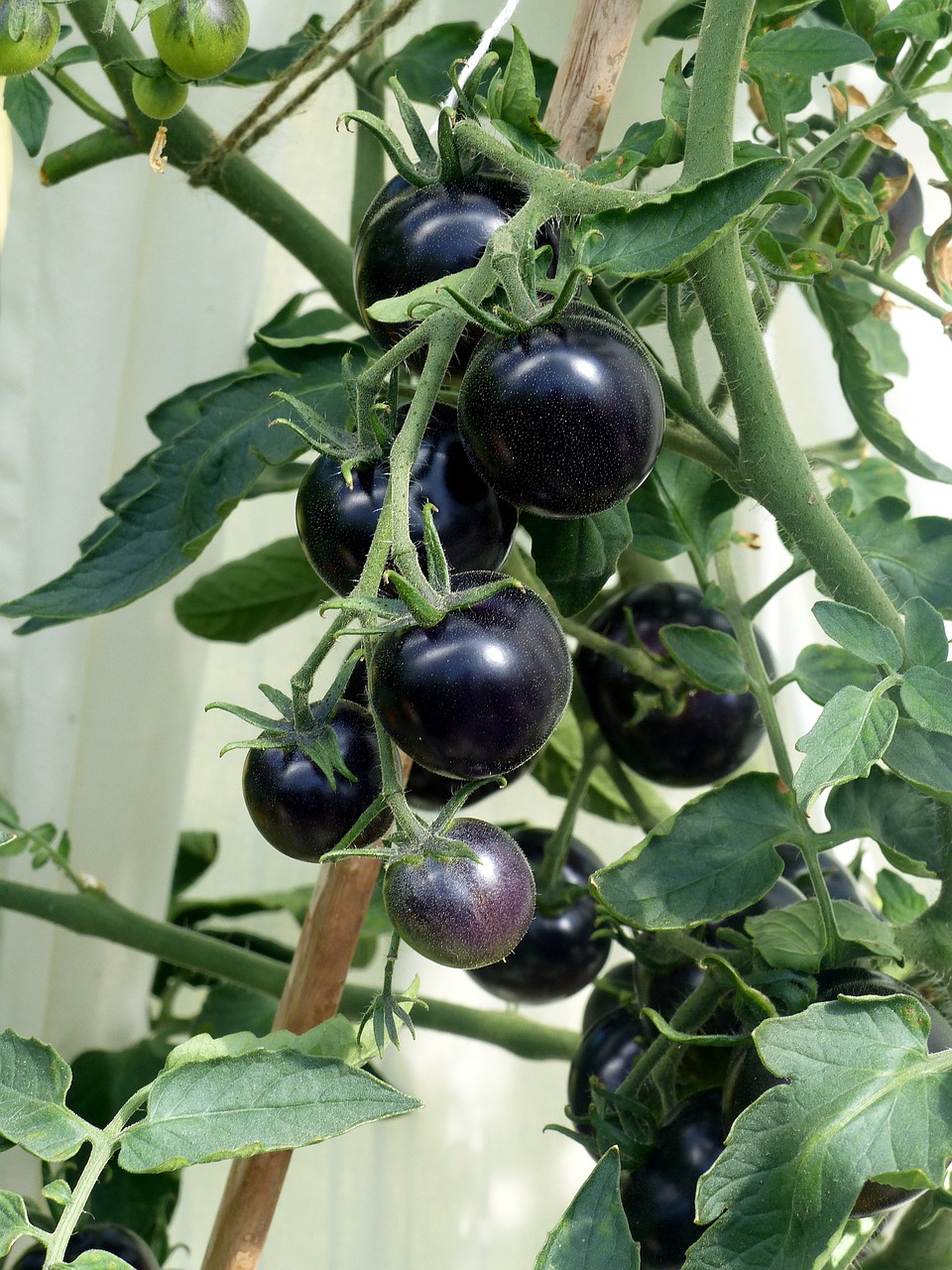 tomatoes  black  stems free photo