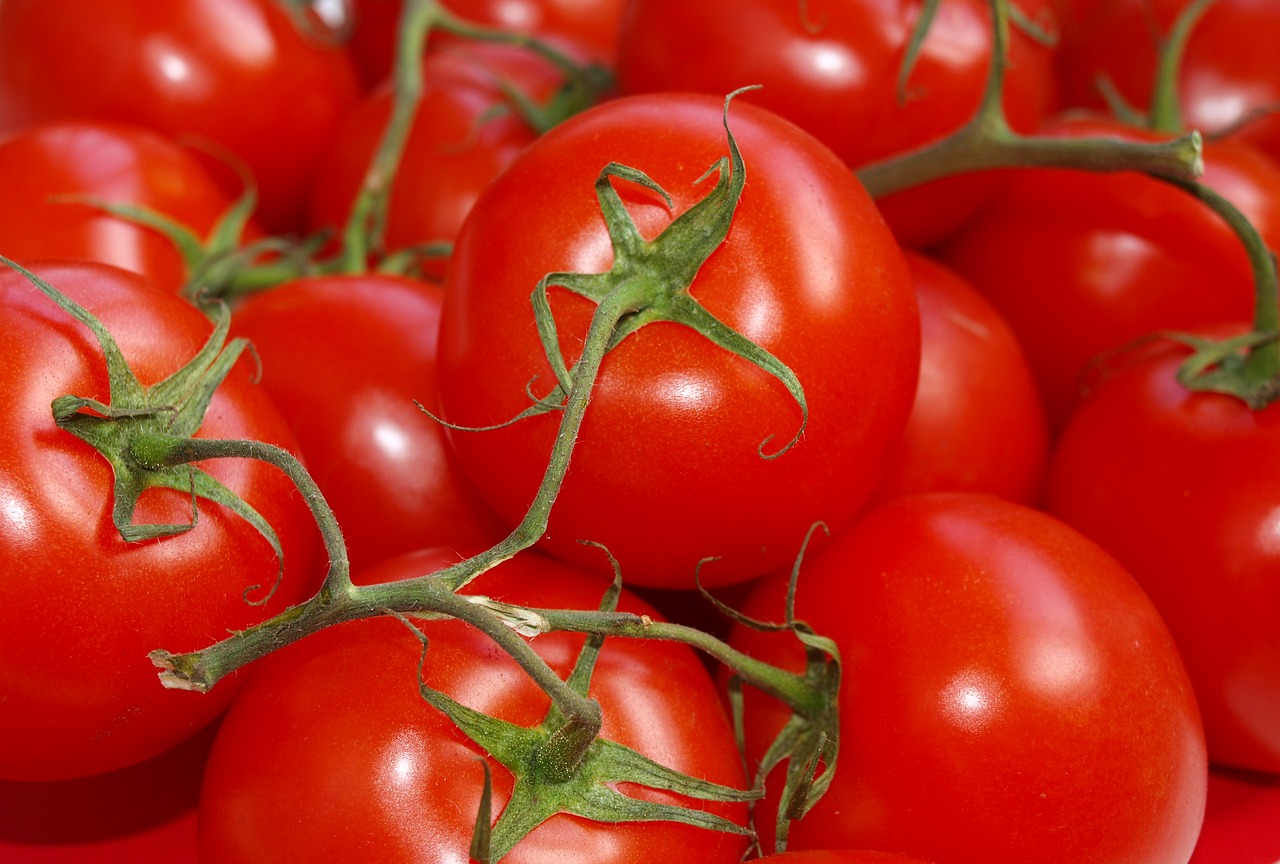 tomatoes  tomato branch  ripe tomato free photo
