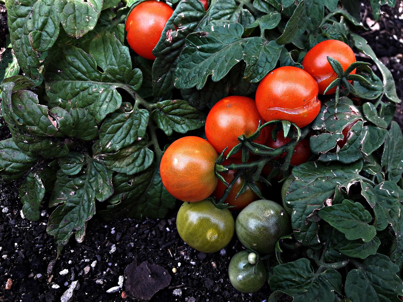 tomatoes  a vegetable  tomato free photo