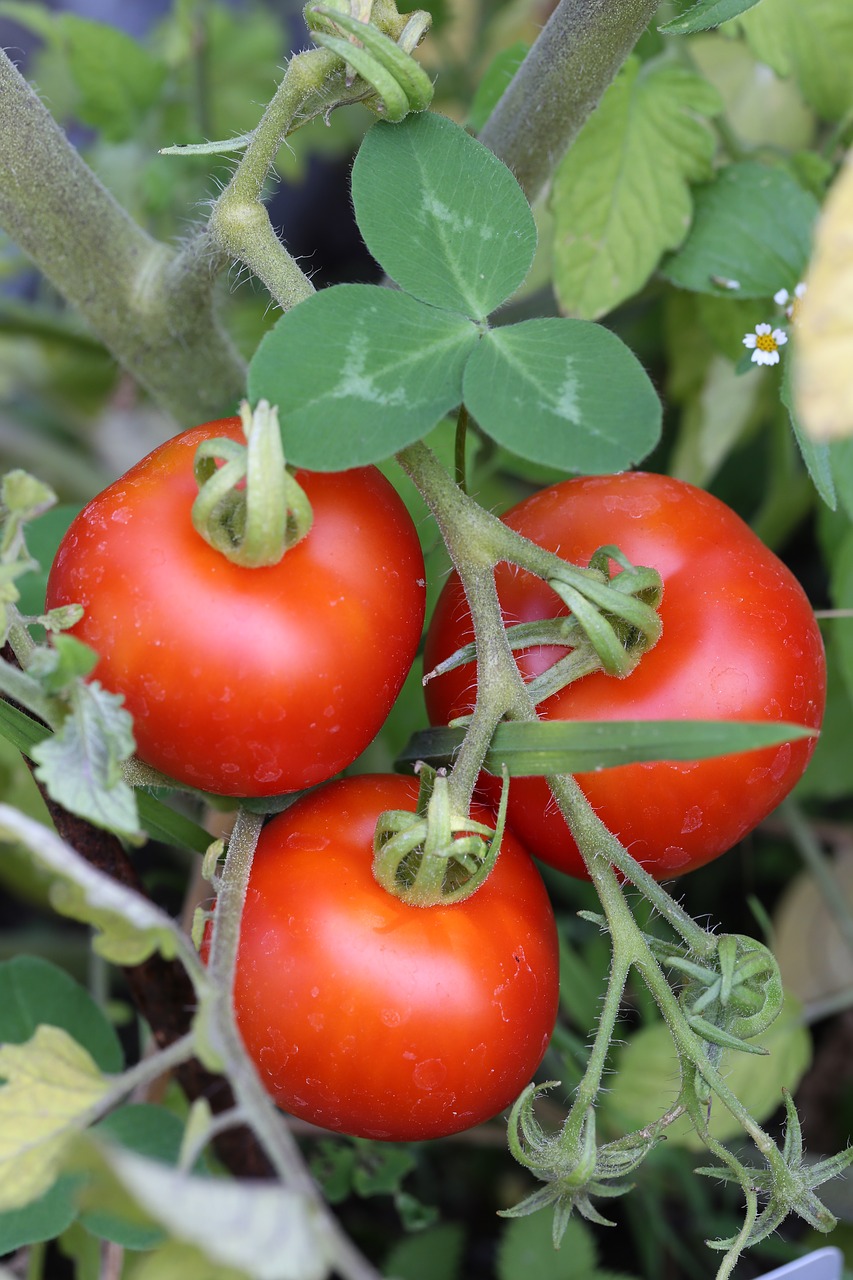 tomatoes  garden  harvest free photo