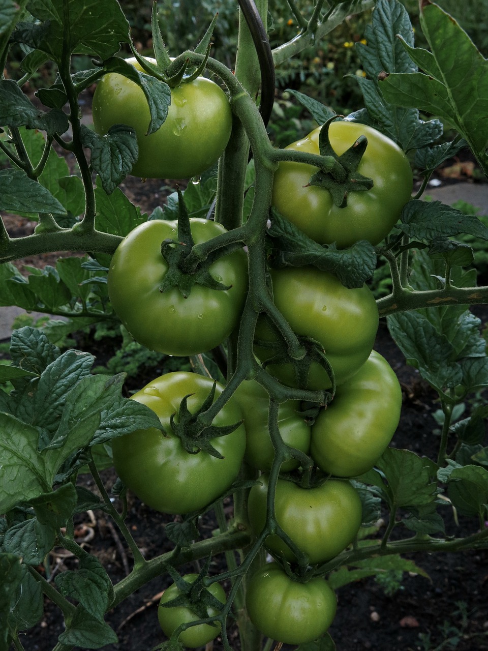 tomatoes  vegetables  fresh free photo