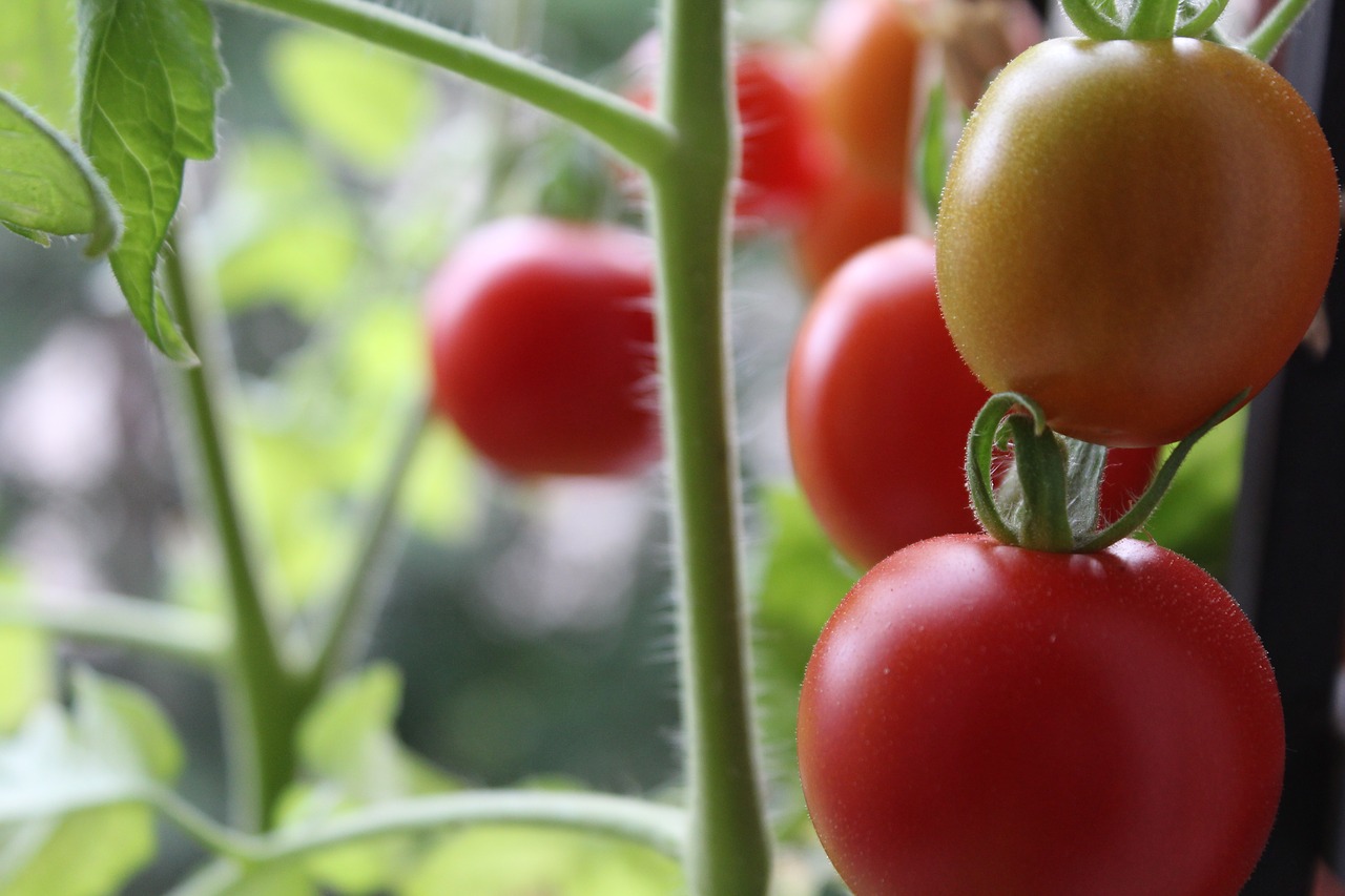 tomatoes  plant  balkin free photo