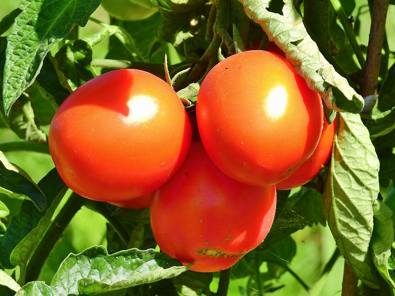 tomatoes  fresh  vitamins free photo