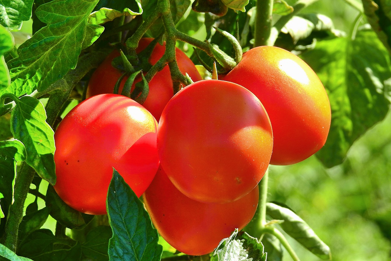 tomatoes  food  fresh free photo