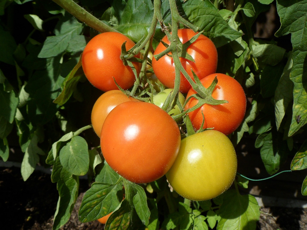 tomatoes vegetables food free photo