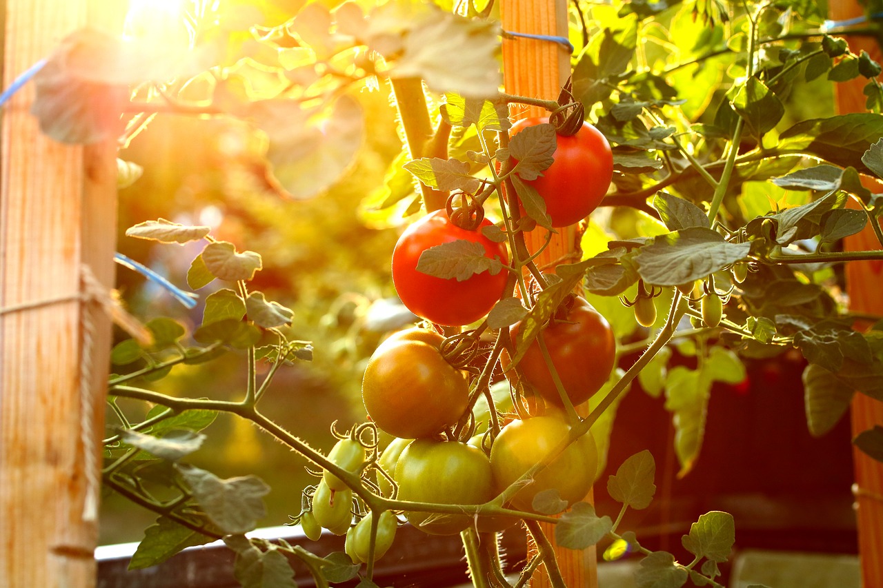 tomatoes  vegetables  cultivation free photo