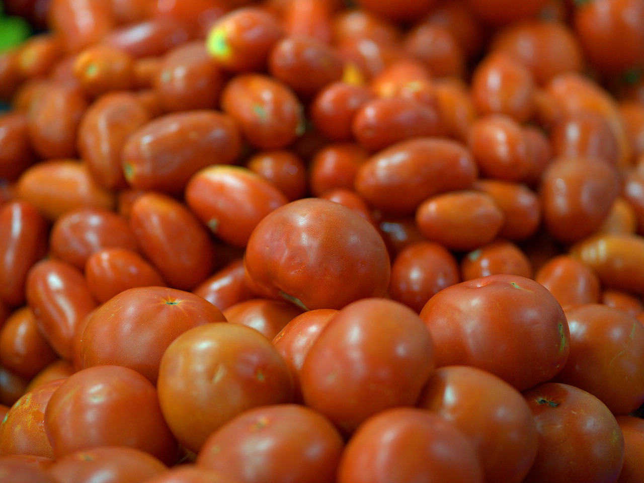 tomatoes  fresh  red free photo